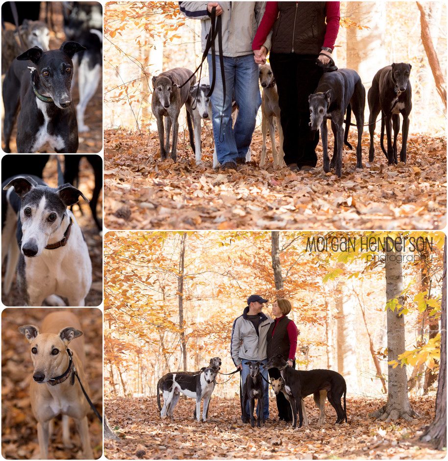 greyhounds-durham-dog-photography